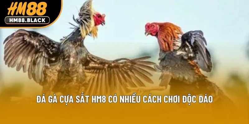 Đá gà cựa sắt HM88 có nhiều cách chơi độc đáo