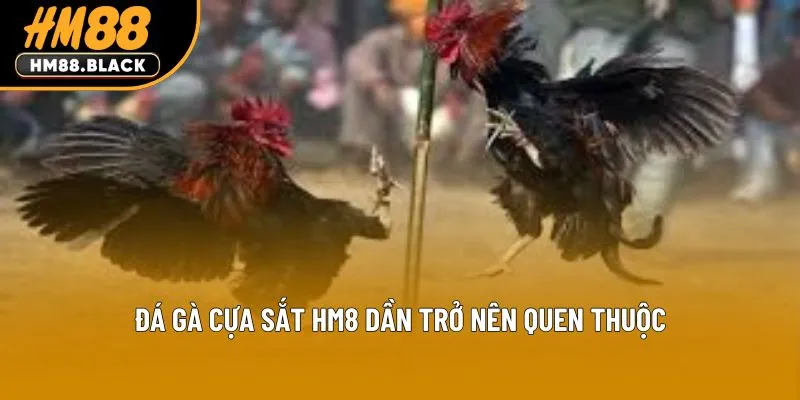 Đá gà cựa sắt HM88 dần trở nên quen thuộc