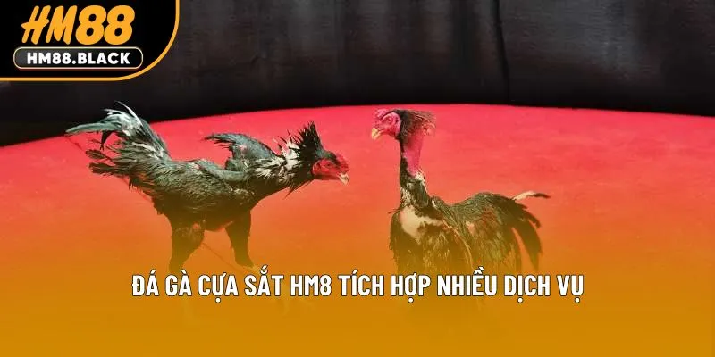 Đá gà cựa sắt HM88 tích hợp nhiều dịch vụ