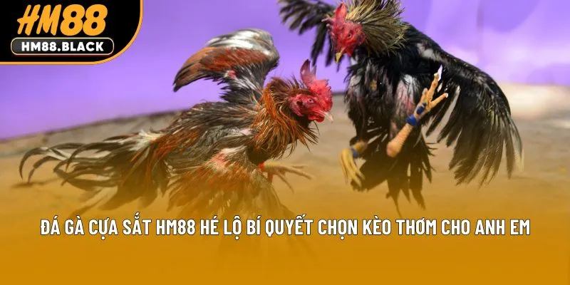 Đá Gà Cựa Sắt Hm88 Hé Lộ Bí Quyết Chọn Kèo Thơm Cho Anh Em