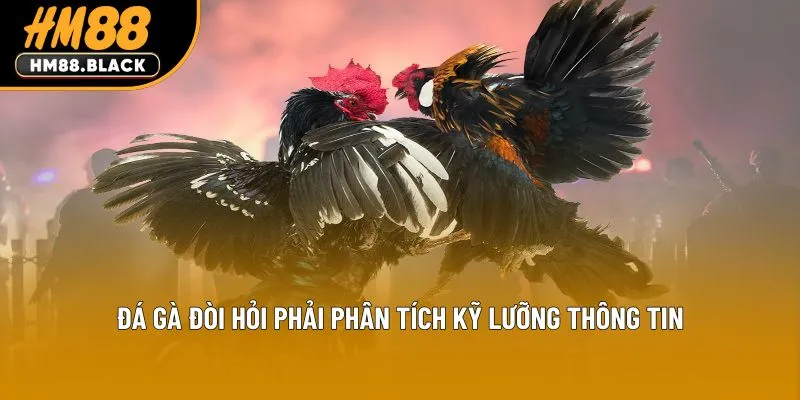 Đá gà đòi hỏi phải phân tích kỹ lưỡng thông tin