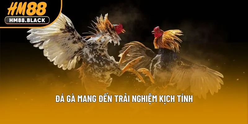 Đá gà mang đến trải nghiệm kịch tính