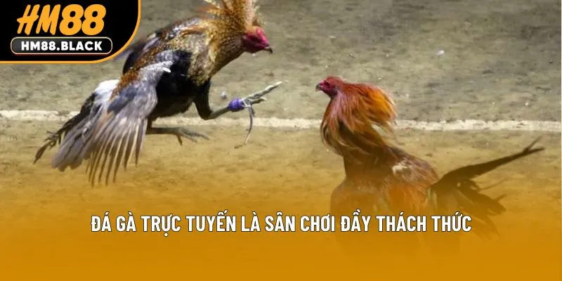 Đá gà trực tuyến là sân chơi đầy thách thức